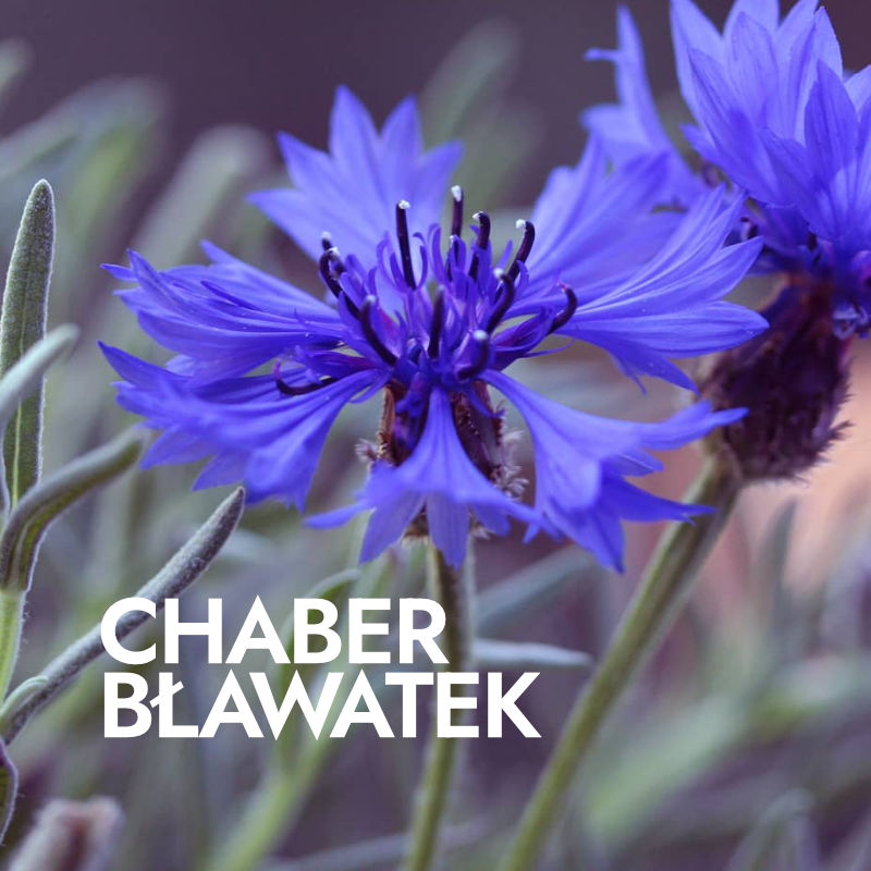 chaber bławatek